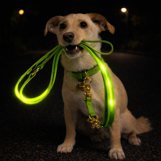 LED Dog Safety Leash